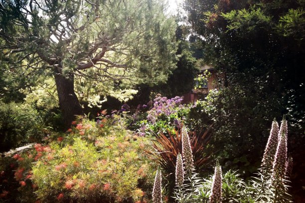 盛开的花园充满了本土的加利福尼亚植物和花卉图片下载