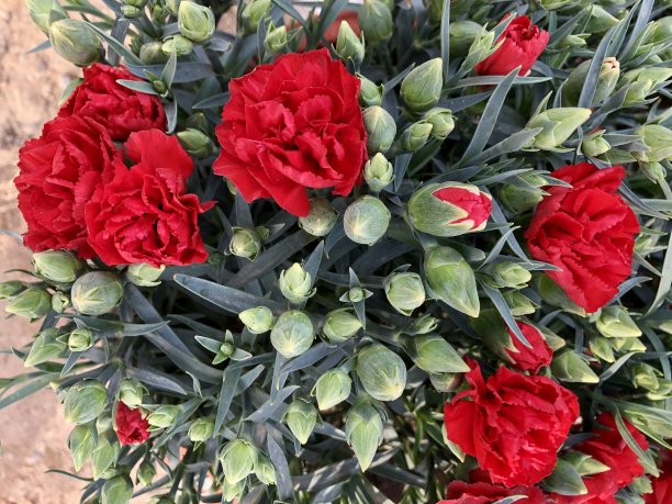 鲜红色的石竹花/植物生长在花园的边缘，夏季一年一次的床上的一年一次的花石竹盆栽植物照片，花蕾像红色的玫瑰图片下载