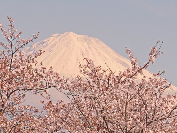 樱花盛开的富士山图片下载