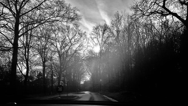 森林露营图片下载