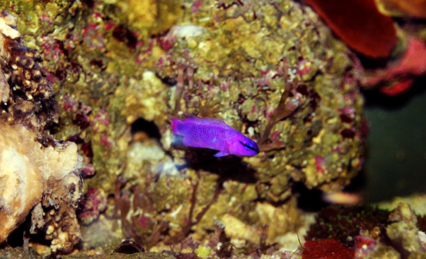 兰花朵背海鱼-(假色fridmani)图片下载