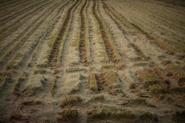 收获后的稻田图片下载