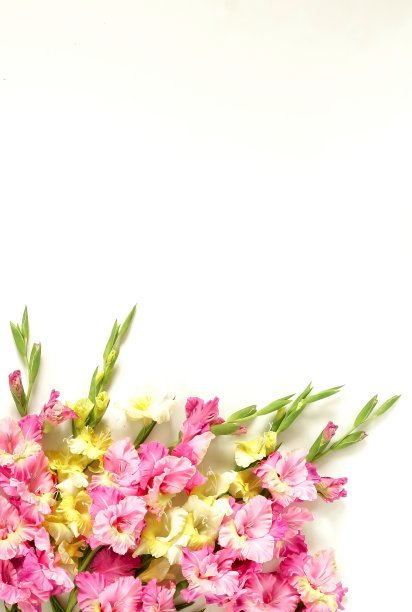 花边框架由粉红色和黄色剑兰在白色的背景。剑兰图案，节日贺卡。平躺，俯视图。鲜花的背景。帧的鲜花。本空间图片下载