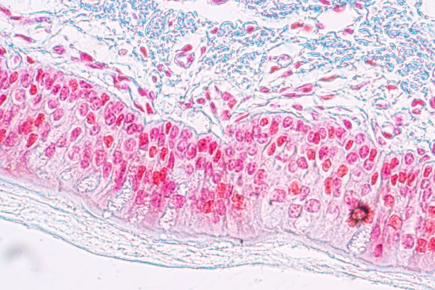 在实验室显微镜下学习假复层柱状上皮的解剖学和生理学。图片下载