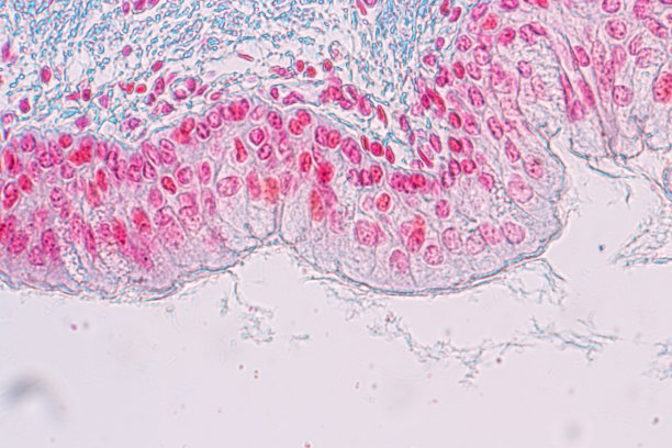 在实验室显微镜下学习假复层柱状上皮的解剖学和生理学。图片下载