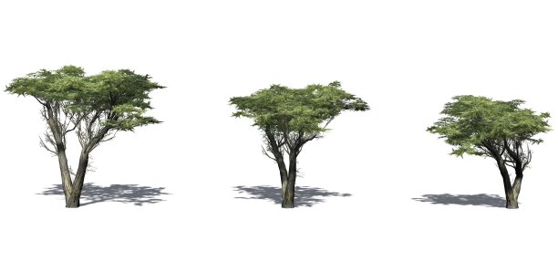 蒙特里柏树与阴影在地板上图片下载