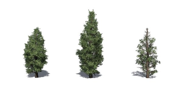 一套东方红杉树与阴影在地板上图片下载