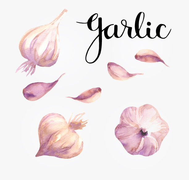 有文字的蔬菜套装素材图片