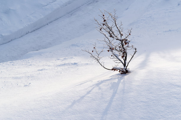 在阳光明媚的日子里，树枝在雪地里图片下载