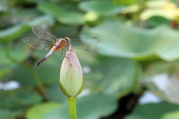 蜻蜓坐在莲花(睡莲)上，背景模糊。图片下载