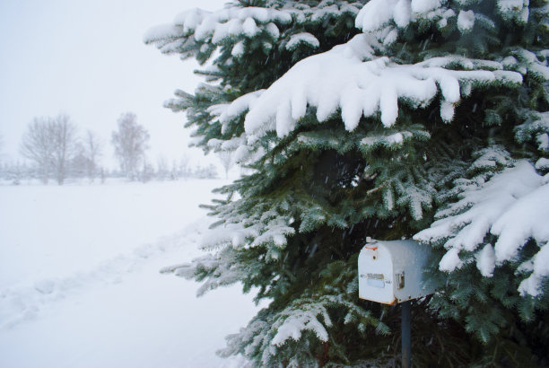 雪杉树下的信箱图片下载