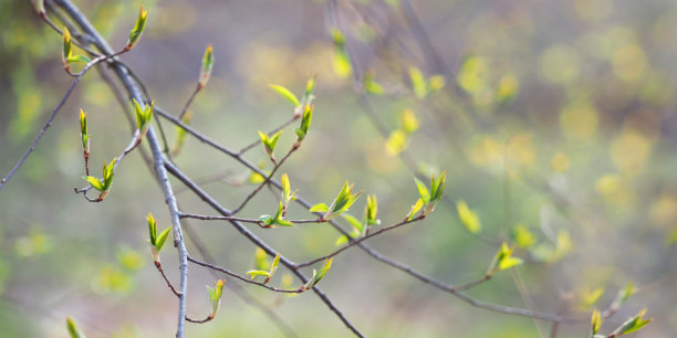 春天,自然背景。唤醒大自然，枝头绽放蓓蕾。鸟樱桃图片下载