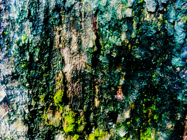 抽象的背景。有少量苔藓的老树皮可用作背景或墙纸图片下载