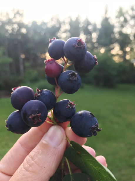 新鲜多汁的紫色萨斯卡通浆果从我的亚伯达乡村花园图片下载