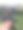 新鲜多汁的紫色萨斯卡通浆果从我的亚伯达乡村花园图片下载