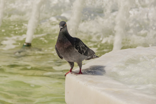 近距离观察自然界中的鸽子图片下载