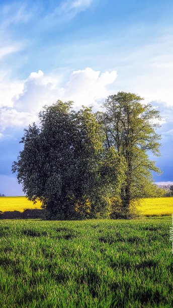乡村风景中的树木图片下载