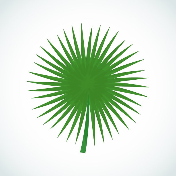 矢量卡通孤立的热带棕榈叶。图片下载