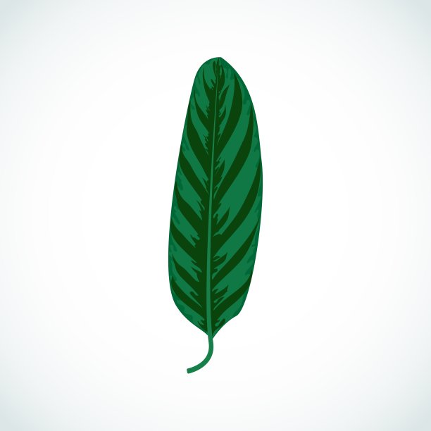 矢量卡通孤立的热带叶地Calathea。图片下载