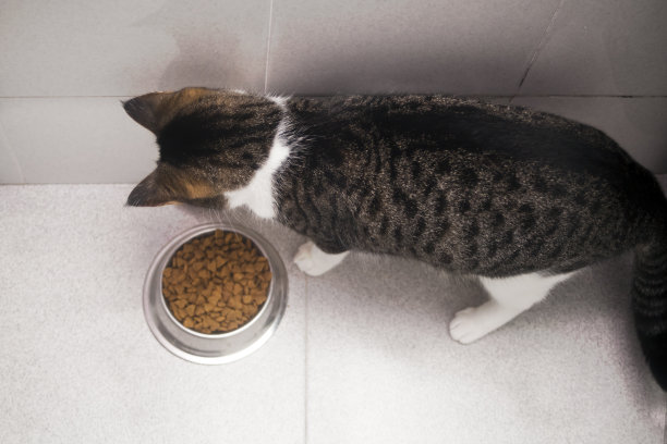 晒干的食物和吃猫。图片下载