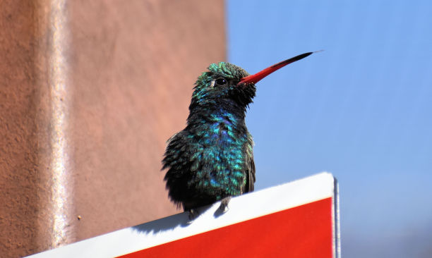 广告牌上的蜂鸟图片下载