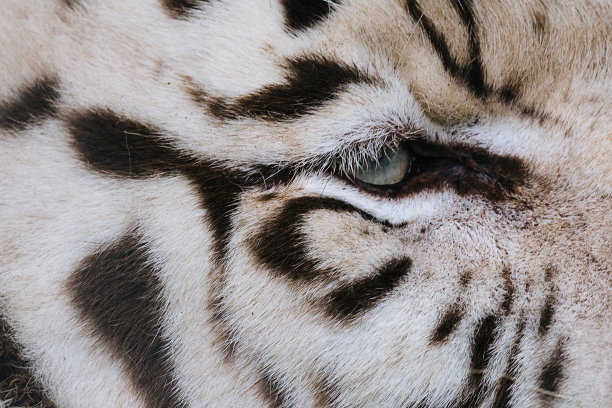 孟加拉虎特写图片下载