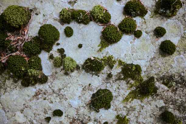 石头背景上有各种颜色的地衣和苔藓图片下载