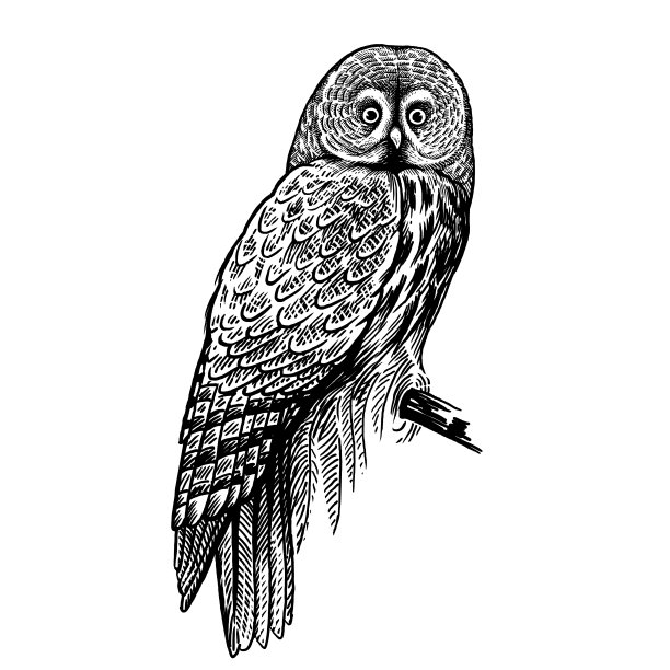 猫头鹰。掠夺性森林鸟。手绘草图。黑色和白色。图片下载