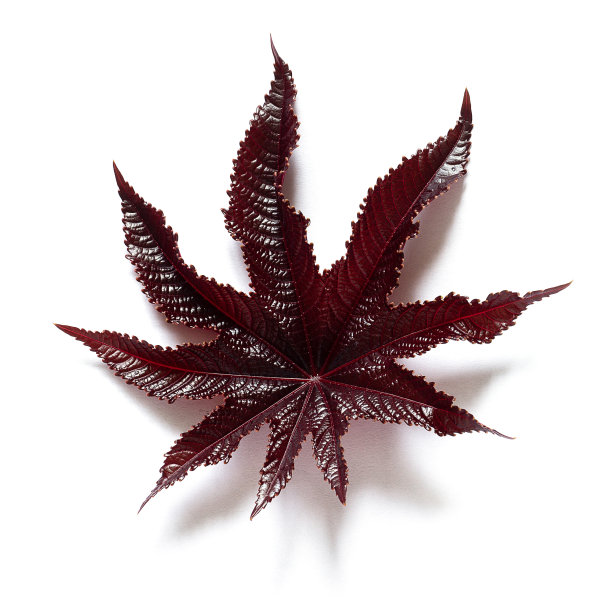 新鲜的天然蓖麻豆叶子孤立在白色背景图片下载