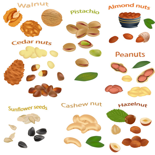 白色背景上隔离的一组螺母。花生，腰果，榛子，核桃，葵花籽，杏仁，开心果和雪松坚果特写矢量插图。图片下载