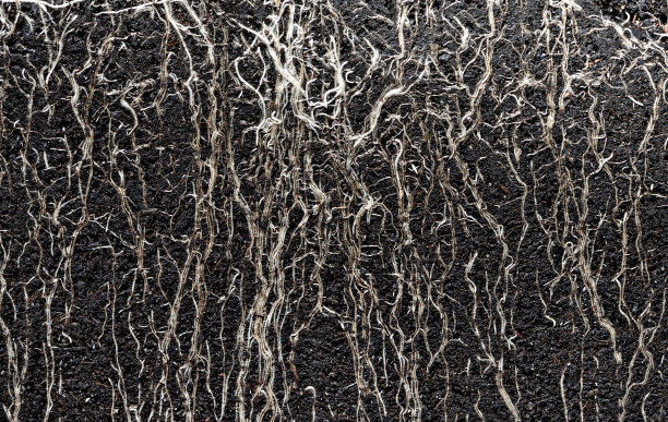 土壤中根图片下载