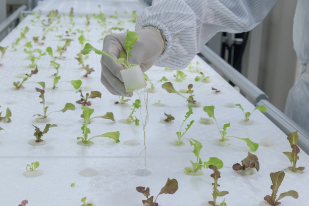 穿着干净衣服的科学家正在检查绿芽橡树生菜水培图片下载