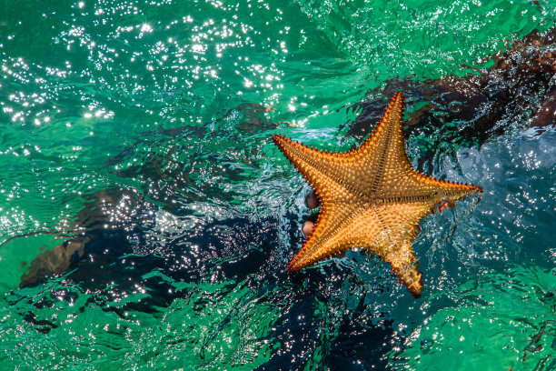 多米尼加共和国的绍纳岛图片下载