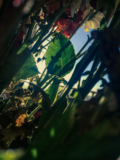 天空里的一朵花图片下载