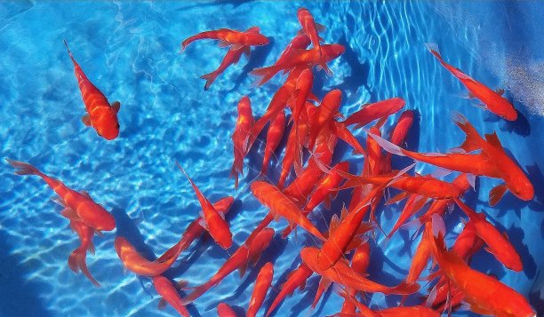 日本锦鲤在水色池中游泳图片下载