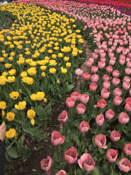 一片粉红色和黄色的郁金香图片下载