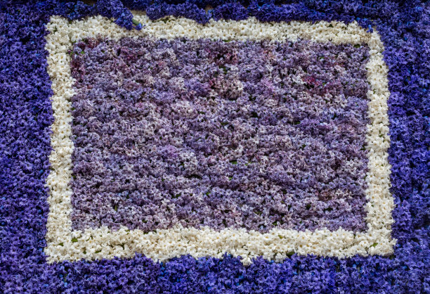 白色风信子窗框详细介绍花车图片下载