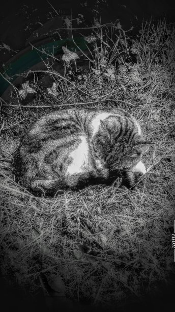 一只猫在草地上睡觉。黑白照片。图片下载