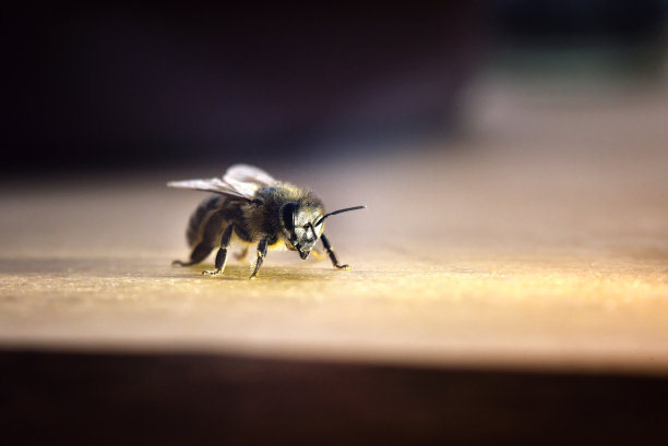 宏模式下的蜜蜂图片下载