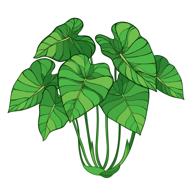 轮廓热带植物芋或象耳或芋头叶束的载体灌木，在绿色孤立在白色背景上。图片下载
