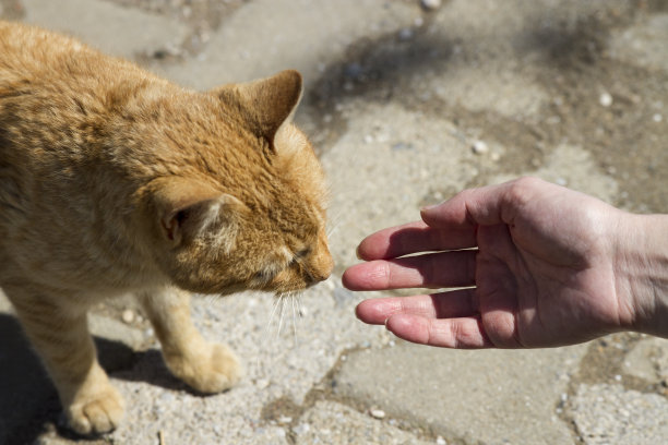 与猫的沟通图片下载
