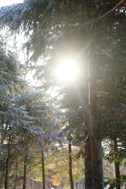 森林雪太阳图片下载