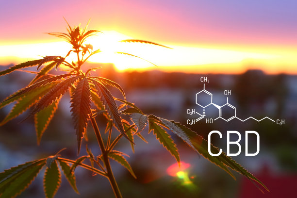 医用大麻和CBD油的化学配方。种植优质大麻产品。主题照片麻。大麻对人类大脑、神经系统、心理活动和功能、认知功能、发育的影响(积极和消极)。图片下载