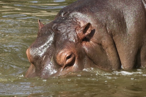非洲野生河马在肯尼亚野生动物园的水中降温，河马的眼睛、耳朵和皮肤的特写照片，危险的动物/河马在奈瓦沙湖晒太阳和沐浴在泥泞的水中，肯尼亚，非洲，眼睛和耳朵伸出来图片下载