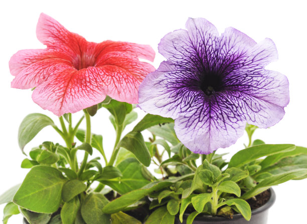 五颜六色的矮牵牛花在花盆里。图片下载