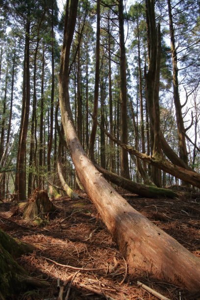 高知市奎石山自然曲根雪松图片下载