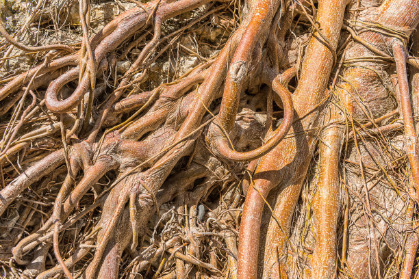 空中的根图片下载