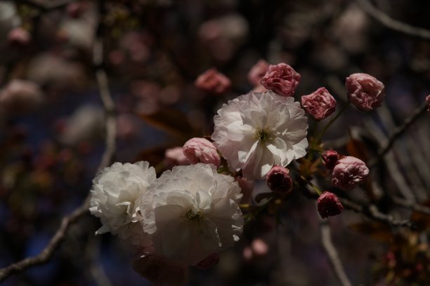 樱桃Sato-zakura“fugenz”图片下载