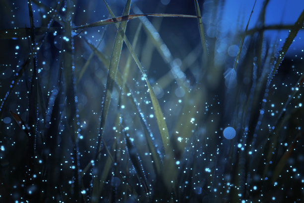 抽象和神奇的照片，高草与萤火虫飞在夜晚的森林。童话的概念图片下载