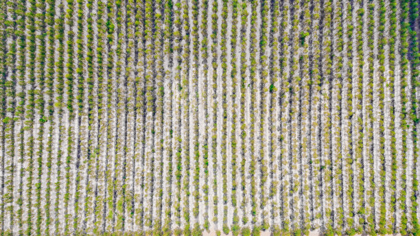 视图绿色森林森林的树桉树鸟瞰图泰国图片下载